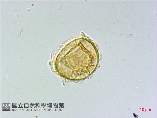 細裂羽節蕨藏品圖，第4張