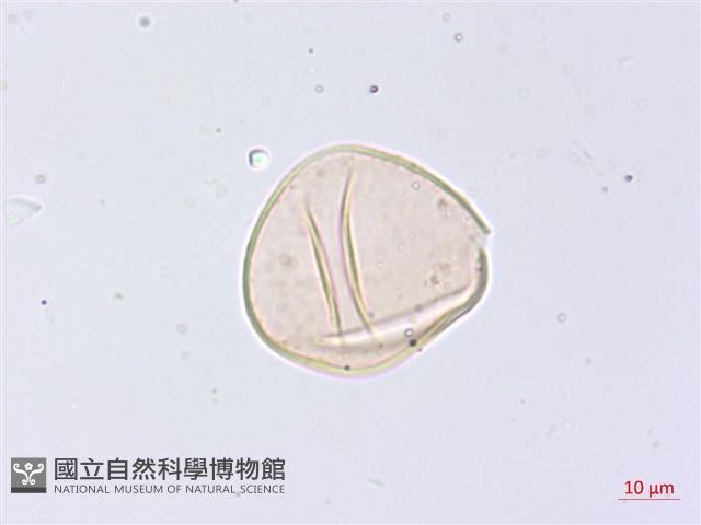 膜邊軸鱗蕨藏品圖，第3張