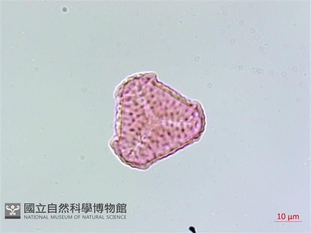 反捲葉石杉藏品圖，第3張