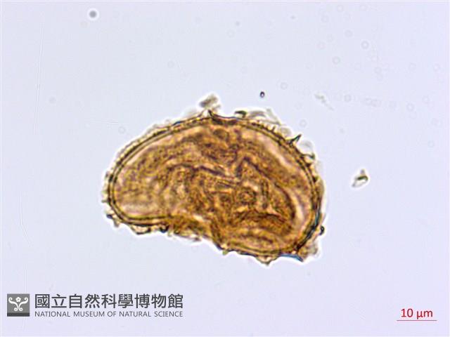 大蓬萊鐵角蕨藏品圖，第3張