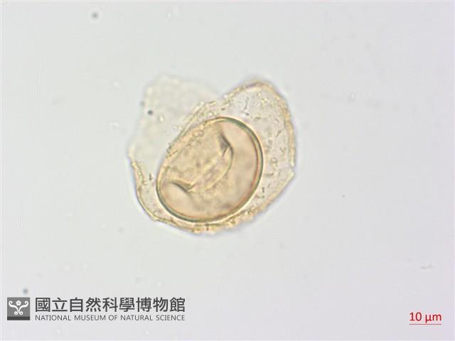 生芽蹄蓋蕨藏品圖，第4張