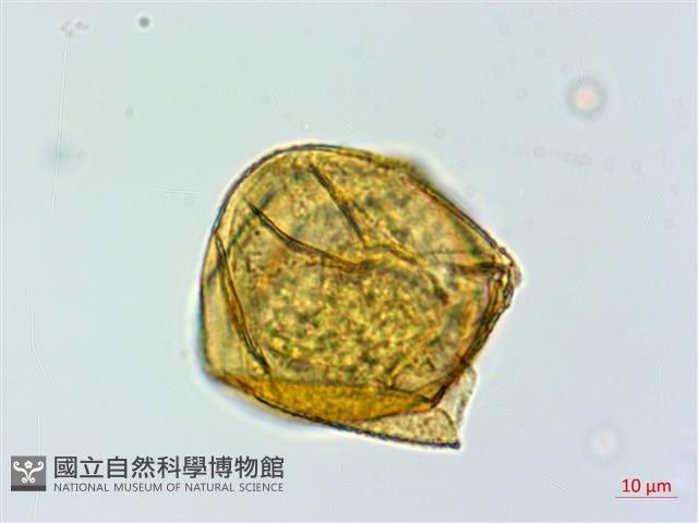 微彎假複葉耳蕨藏品圖，第3張