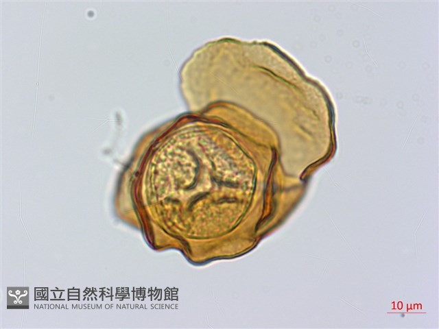 登錄號:P014793藏品圖，第3張