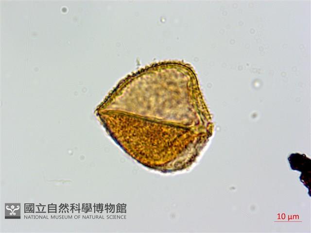 大桫欏藏品圖，第4張