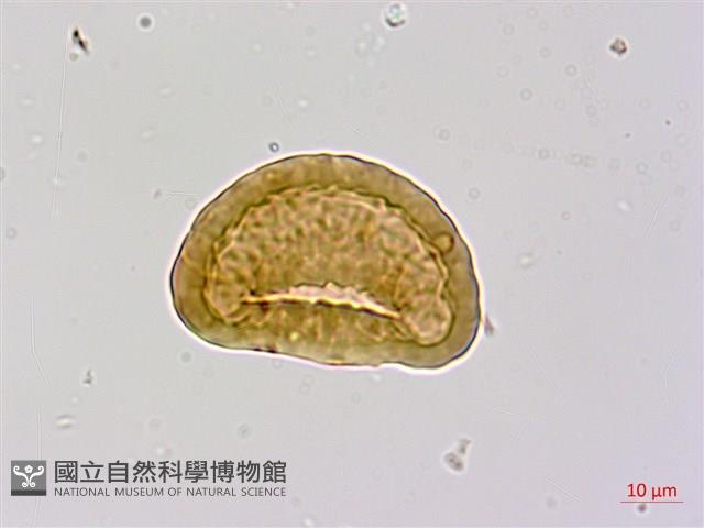 細裂小膜蓋蕨藏品圖，第3張