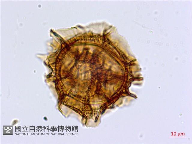 大鐵角蕨藏品圖，第4張