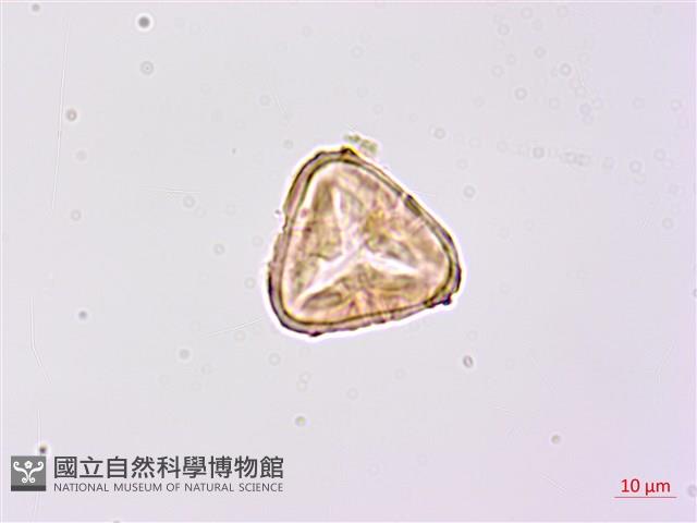 南洋桫欏藏品圖，第3張