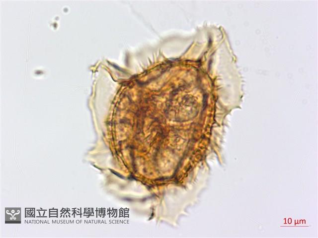 綠柄剪葉鐵角蕨藏品圖，第4張