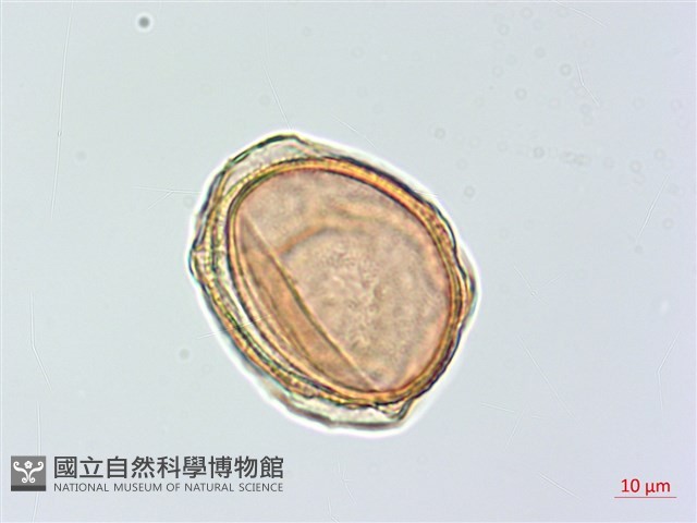 蘭嶼鐵角蕨藏品圖，第4張