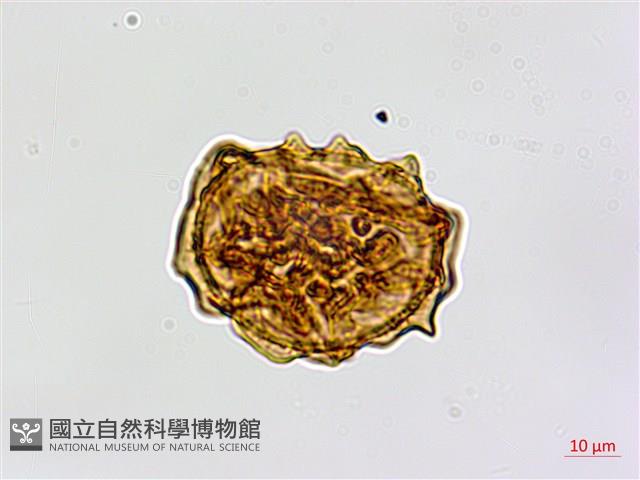 鐮葉鐵角蕨藏品圖，第4張