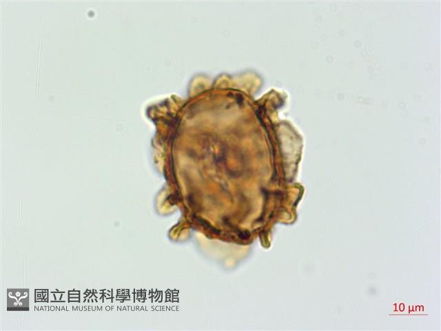 假腸蕨藏品圖，第3張