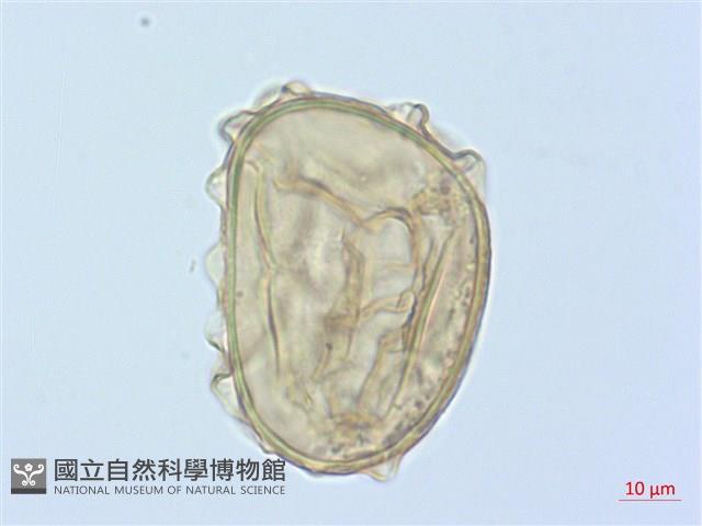 德氏雙蓋蕨藏品圖，第3張