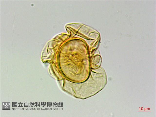 網脈突齒蕨藏品圖，第3張