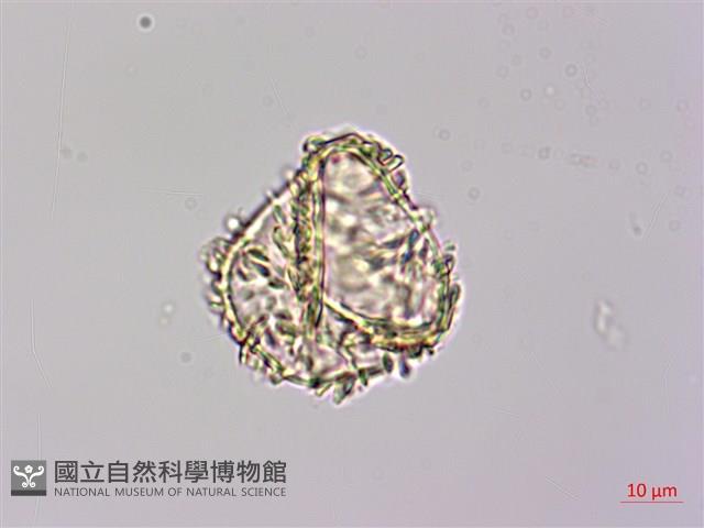 稀子蕨藏品圖，第4張