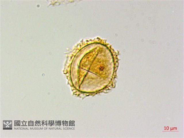 登錄號:P009857藏品圖，第4張