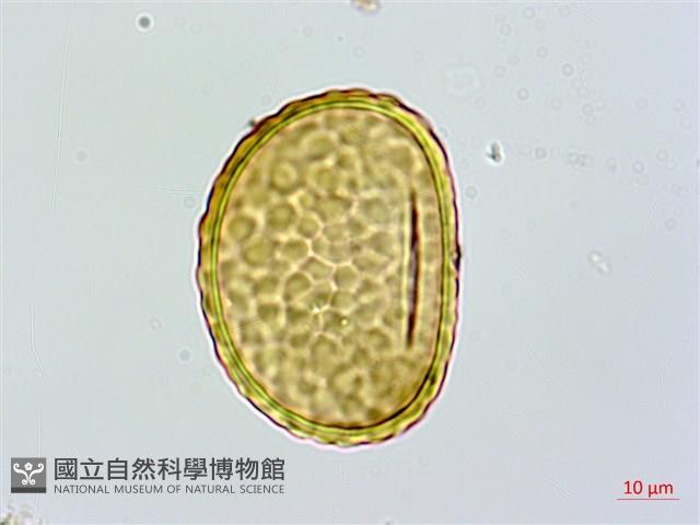 海州骨碎補藏品圖，第4張
