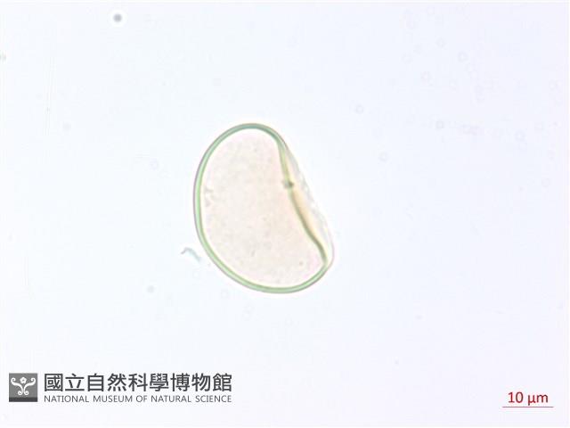 巢形軸鱗蕨藏品圖，第3張