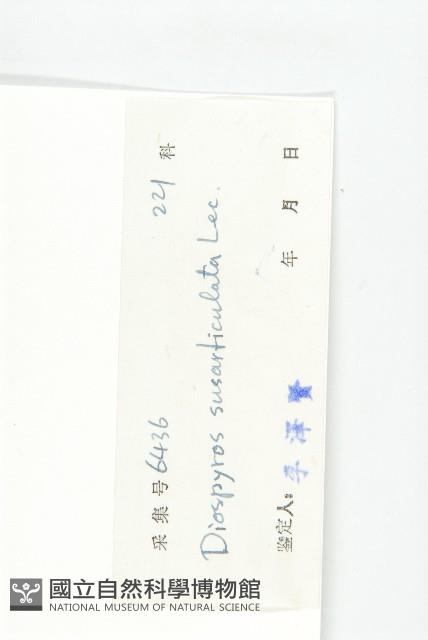 五指山柿藏品圖，第6張