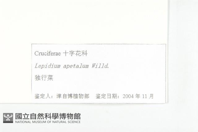 翠菊藏品圖，第6張