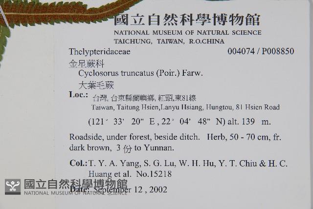 大葉毛蕨藏品圖，第6張