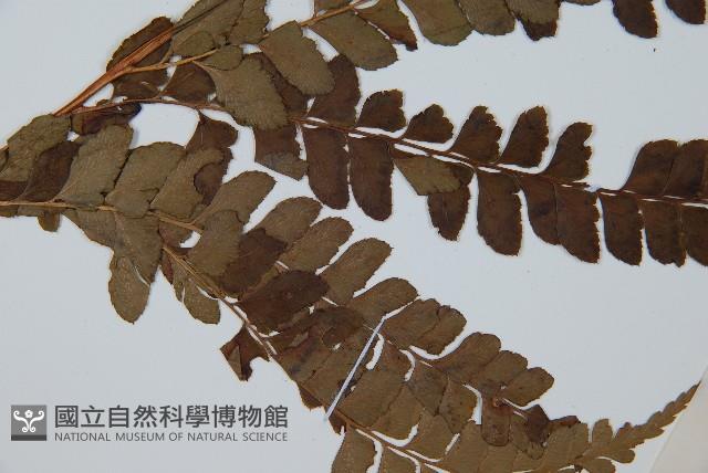 斜方複葉耳蕨藏品圖，第5張