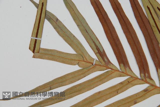 烏毛蕨藏品圖，第5張