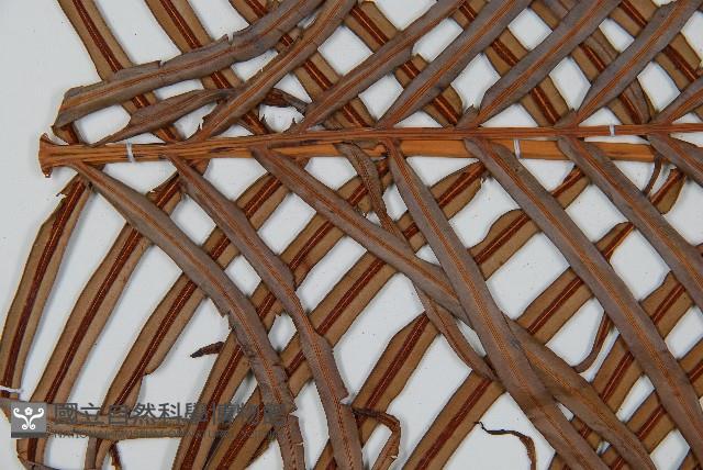 烏毛蕨藏品圖，第5張