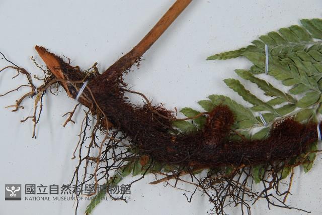 小葉複葉耳蕨藏品圖，第6張