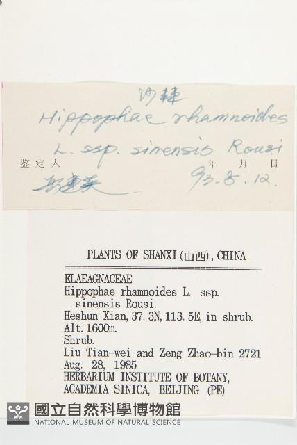 醋柳藏品圖，第6張