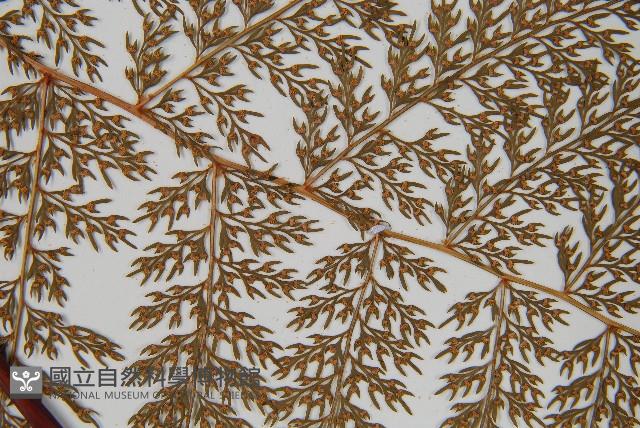 台灣小膜蓋蕨藏品圖，第3張