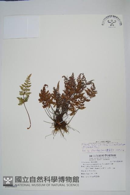 亨氏擬旱蕨藏品圖，第6張