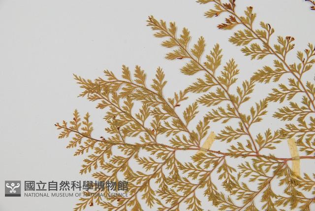 台灣小膜蓋蕨藏品圖，第5張