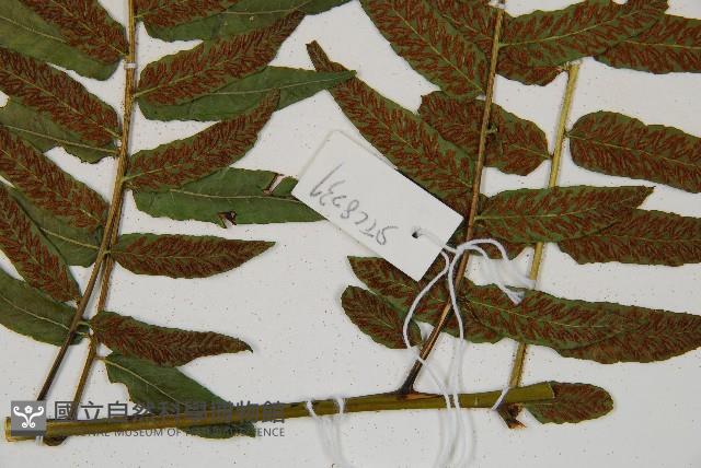 Accession Number:P009899 Collection Image, Figure 5, Total 5 Figures