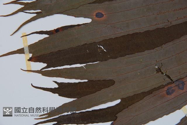 Accession Number:P000469 Collection Image, Figure 5, Total 5 Figures