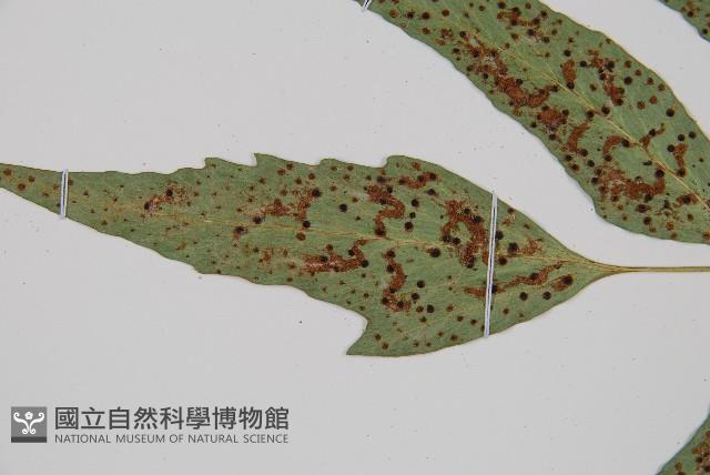 全緣貫眾蕨藏品圖，第5張