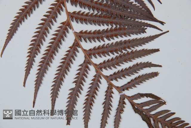 臺灣金狗毛蕨藏品圖，第5張