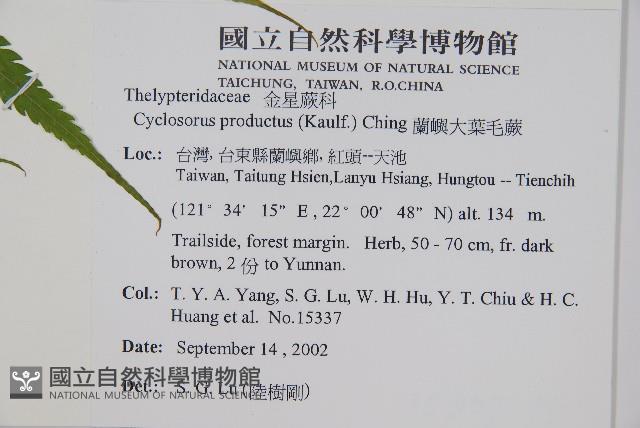 蘭嶼大葉毛蕨藏品圖，第6張