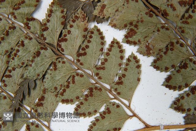 斜方複葉耳蕨藏品圖，第5張