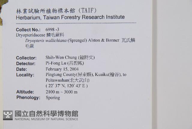 瓦氏鱗毛蕨藏品圖，第6張