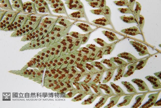 小葉複葉耳蕨藏品圖，第5張