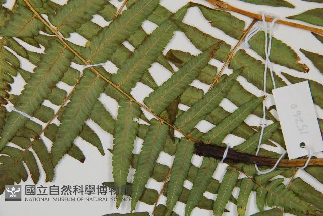 過溝菜蕨藏品圖，第5張