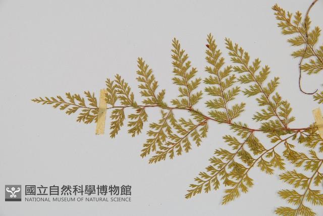 台灣小膜蓋蕨藏品圖，第5張