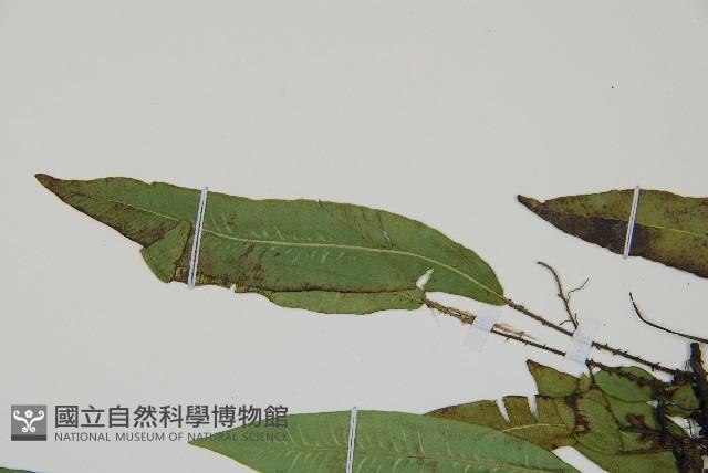 單葉雙蓋蕨藏品圖，第6張