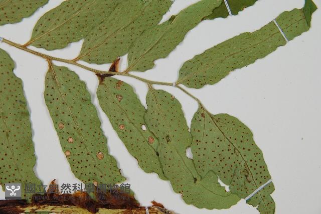 披針貫眾蕨藏品圖，第5張