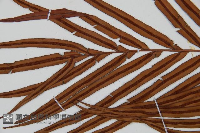 烏毛蕨藏品圖，第5張