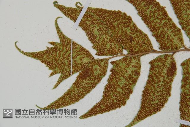 全緣貫眾蕨藏品圖，第5張