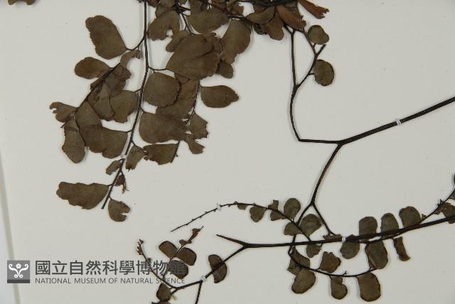 扇葉鐵線蕨藏品圖，第5張
