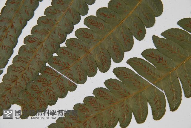 廣葉鋸齒雙蓋蕨藏品圖，第5張