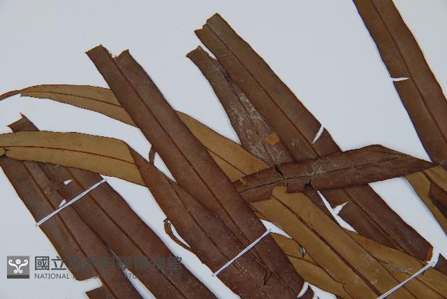 烏毛蕨藏品圖，第5張