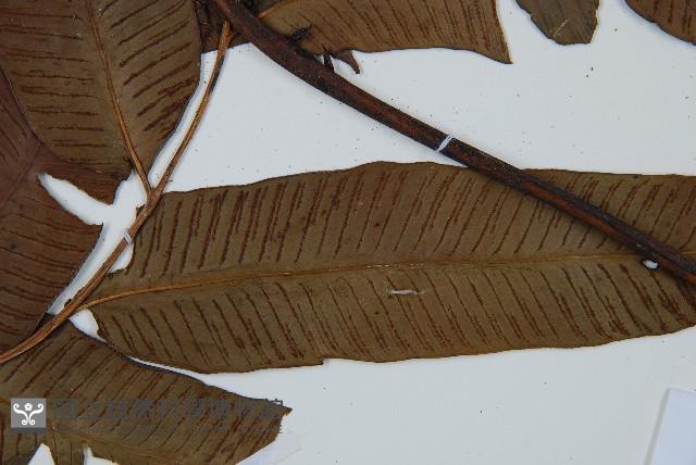 海南雙蓋蕨藏品圖，第6張